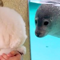 水族館で『アザラシ』と『もふもふな犬』が見つめ合った結果…まさかの『仲間と勘違いされる光景』が107万再生「確かに似てるｗ」「爆笑」