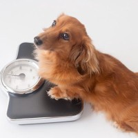 【現役獣医が解説】愛犬が太ってきたら、どうしたらいい？体重管理の仕方から適切なダイエット法まで