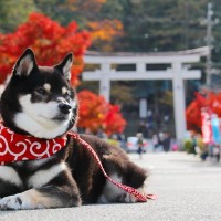 犬にも厄年があるって本当？愛犬の厄払いができる神社や注意点までご紹介