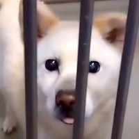 無責任な飼い主に捨てられ『命の期限』を設けられた犬…必死に待ち続けた『1ヶ月間のストーリー』に涙「本当によかった」「幸せになって」