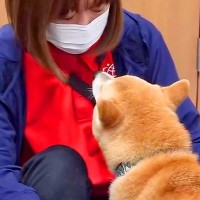 初対面のワンコが来たら、犬見知りの豆柴が吠えてしまい…まさかの『人間に文句を言う光景』が401万再生「必死の弁明ｗ」「会話成立してる」