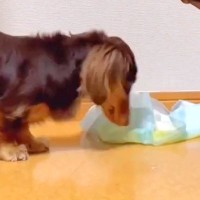 犬がおしっこをした後、トイレを片付けられずにいたら…天才的すぎる『まさかの光景』が48万再生「え、すごすぎるｗ」「めっちゃ賢い」と絶賛