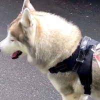 『お散歩だと思ってたのに…』大型犬を動物病院に連れて行った帰り道…思った以上に『絶望している光景』が82万再生「分かりやすすぎて草」