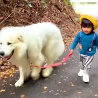 2歳の女の子が『自分の5倍の大きさの超大型犬』を散歩したら…『まさかの光景』が12万再生の反響「足腰強くなりそう」「無限のスタミナ」