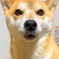 ストーブを切ったら、寝ていた犬と猫が…まさかの『めちゃくちゃ文句をいう光景』が231万再生「分かりやすいｗ」「シンクロしてて草」と爆笑