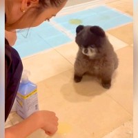 子犬がおしっこを失敗したので、指摘した結果…とんでもなく尊い『お話を一生懸命聞く姿』が428万再生「許しちゃう」「キョトン顔たまらん」