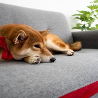 愛犬の元気がないときにしてはいけないNG行動5つ　飼い主ができる配慮や接し方、ケア方法までご紹介