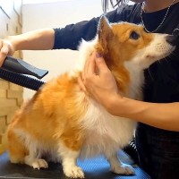 『地獄の犬洗い』を決行→ドライヤー中のワンコが…まさかの『助けを求めて文句を言う光景』が3万再生「私が助けてあげたいｗ」「虚無で草」