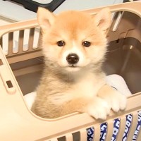 赤ちゃん犬をお迎えした結果…この世のものとは思えない『天使のような姿』が尊すぎると17万再生「可愛すぎて鼻血が…」「大物感ある」と悶絶