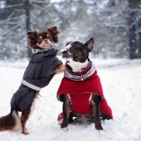 愛犬が冬を快適に過ごすためにできること2つ　理解しておきたい対策の必要性からNG行為まで解説