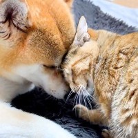 犬が移動すると『絶対についてくる猫』に悶絶…！思った以上に『強すぎる愛情表現』が9万再生「ほぼ体当たりで草」「もはや埋まりにいってるｗ」