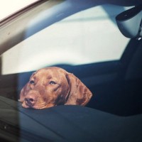 犬を『車に放置』絶対NGな理由5選　長時間、愛犬を置き去りにするリスクとは？