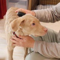 【現役獣医が解説】犬のお手入れについて｜適切な方法やメリット、注意すべきポイントまで