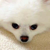 長電話をしていたら、横にいた犬が…『我慢の限界を迎えてしまう光景』が可愛すぎると9万再生「スネまくるの愛おしいｗ」「抱きしめたい」