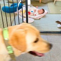 大型犬に『赤ちゃん見てあげてー』とお願いした結果…思った以上に『母親のような光景』が尊いと話題「優しすぎ」「頼もしいベビーシッター」