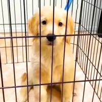 憧れの大型犬を飼って『案外楽だな』と思っていたら、育犬ノイローゼに…最悪な関係と『嘘のような変貌』が31万再生「まさに愛」と称賛の声