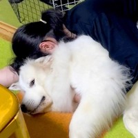 犬を飼った人が必ずかかる発作…？わかりみが深い『あるあるな飼い主の行動』が358万再生「私も発作止まらんｗ」「やっちゃうよね」と共感の声