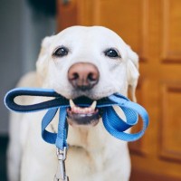 散歩が大好きな犬が見せる３つの行動　満足度が上がる方法はある？飼い主ができる散歩中の工夫とは