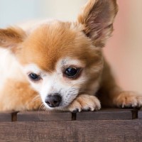 犬が『嫌な気持ち』なっているときにするサイン5選　愛犬からのボディランゲージを見逃さないで