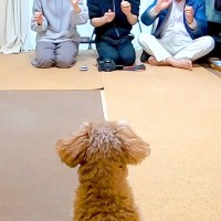 父・母・おじいちゃんが犬に『同時においでと言ったら』どうなるか検証…まさかの『切ない結末』が50万再生「スルーするの草」「爆笑したw」