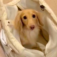 犬が『お出かけ』を察知して喜んだ結果…たった数秒で見せた『爆速すぎる準備』が237万表示「驚きの速さ」「可愛すぎるたまらんｗ」と絶賛の声