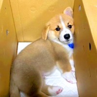 『赤ちゃん犬の耳がなかなか立たない』と思っていたら、数日後…想定外すぎる『まさかの姿』が51万再生「片方だけｗ」「可愛すぎて笑っちゃう」