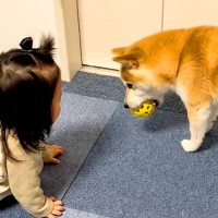 赤ちゃんが泣いていたら、目の前にいた犬が…今までしたことのなかった『まさかの行動』が80万再生「優しいお姉ちゃん」「渡してやったぞ感ｗ」