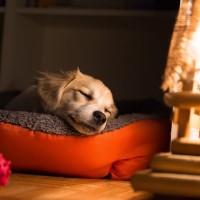 犬が睡眠の質が悪い時にみせるサイン４つ　表れる症状から熟睡してもらうための対策法まで