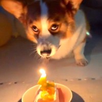 犬に『お誕生日おめでとう』のお歌をうたったら…完全に想定外な『まさかの反応』が275万再生「上目遣いで爆笑したｗｗ」「ペニーワイズで草」