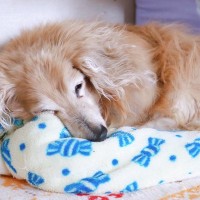 愛犬の介護が必要になるのは何歳ごろ？知っておきたい目安から初期症状まで