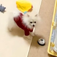 赤ちゃん犬のお留守番を隠し撮りしたら、10分もの間…あまりにも健気な『まさかの呼び戻し方』が2万再生「全てが可愛い」「賢すぎ」と悶絶