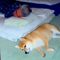 実家でおじいちゃんおばあちゃんが眠ったら、犬が…尊すぎる『まさかの光景』が3万再生「なんて可愛いの」「もはやセラピードッグ」と悶絶