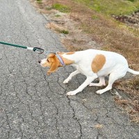 犬が散歩中に『座り込んでしまう』理由5つ　立ち止まってしまうときの心理や歩かせる方法まで