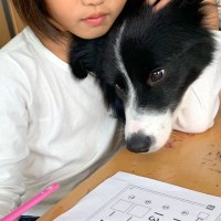 女の子が学校の宿題をしていたら、横にいた犬が…とんでもなく健気な『寄り添って待つ姿』が18万表示「可愛い」「お利口さん過ぎる」と絶賛