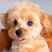 『前足がない犬』を覚悟の上でお迎えした結果…胸打たれる『まさかの姿』に涙が止まらないと94万再生「ポジティブ過ぎて泣いた」「素敵すぎる」