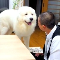 『誰と一緒にお散歩に行くか』を超大型犬に決めさせたら…絶対に断れない『まさかの選び方』が194万再生「ハンカチ落とし形式で草」「パパｗ」