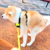 秋田犬がウンチをしようとしたら、他の犬が暴れ出し…衝撃的すぎる『まさかの光景』が68万再生「パニックで草」「恥ずかしいｗｗ」と腹筋崩壊