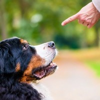 犬の気持ちを思いやる『叱り方』とは？その3つの方法と、避けるべき伝え方について