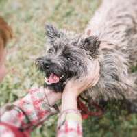 犬は飼い主からの『ほめ言葉』をどう感じる？愛犬に伝わりやすい褒め方や喜びを倍増させるポイントまで