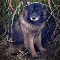 道端に捨てられ『その場で主人を待ち続ける犬』が…何ヶ月も通い続けた結末に涙が止まらないと30万再生「本当に感謝」「心から幸せを願う」