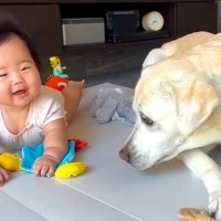 大型犬がおもちゃで遊んでいたら、生後5ヶ月の赤ちゃんが…完全に予想外な『尊すぎる光景』が3万再生「めっちゃ見て学んでるｗ」「無敵コンビ」