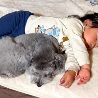 ママとパパ以外に心を開かなかった犬が…2歳の女の子に見せた『予想外の行動』が尊すぎると8万再生「幸せな光景」「恩返ししてるのかも」と絶賛