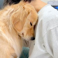 仕事に戻ろうとしたら、大型犬が…絶対に戻れなくなる『まさかの阻止方法』が35万再生「私より女子力高いｗ」「遠距離恋愛のカップル」と絶賛