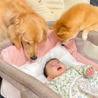 赤ちゃんがなかなか寝れずにいたら、そばにいた犬たちが…とんでもなく尊い『まさかの光景』が27万再生「最強のベビーシッター」「優しすぎる」