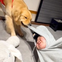 親友と遊んでいたら、部屋にいた大型犬が…衝撃的すぎる『襲われる光景』が206万再生と話題に「親友なにしたんｗｗ」「顔真っ赤で草」と大爆笑