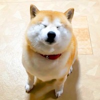 部屋を移動したら、犬が急いで追いかけてきて…尊すぎる『まさかの行動』が109万再生「俊敏すぎて草」「大好きなのが伝わるｗ」と大絶賛