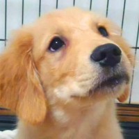 息子の必死な説得で『売れ残っていた大型犬』を飼った結果…素敵すぎる『1年後の現在』に絶賛の声「幸せいっぱい」「お顔が最高」と話題に