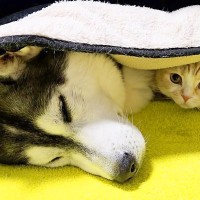 トイレの後、コタツに入ろうとしたら犬と猫が…まさかの『満員御礼な光景』が尊すぎると4万再生「天使の集う場所」「たまらん可愛さ」と悶絶