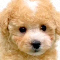 『7ヶ月も売れ残っていた犬』を飼ったら、悲しげな顔で…嘘のような『現在の姿』が泣けると話題に「待っていたんだよ」「顔つきが全然違う」