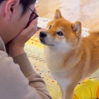 夜、犬がなかなか寝ないので『いないいないばあ』で気を逸らせようとした結果…まさかの『お祭り騒ぎになる光景』が39万再生「逆効果で笑うｗ」